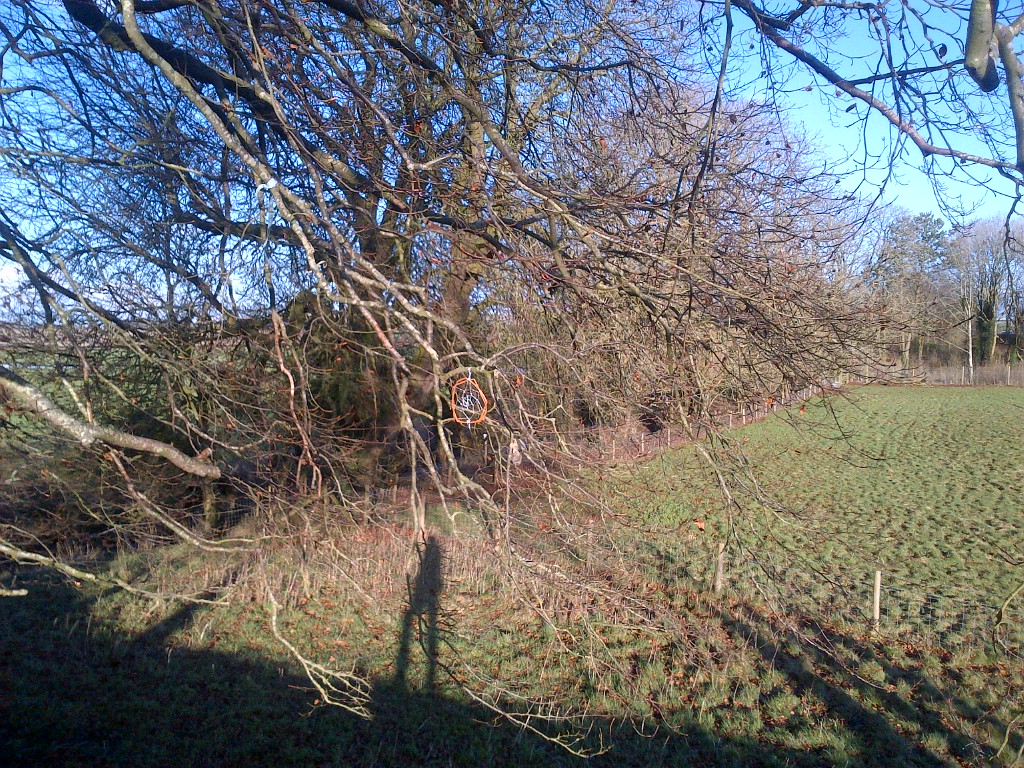 Fairy Tree at Avebury