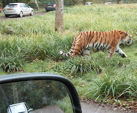 Tiger at Longleat